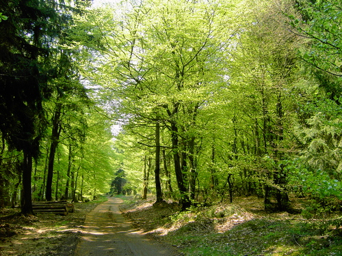 Ferkelsstra&szlig;e im Fr&uuml;hling